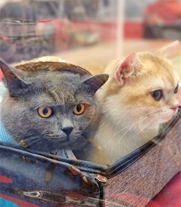 ballbet������(�й�)����ɭ����