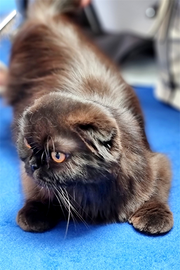 ballbet������(�й�)����ɭ����