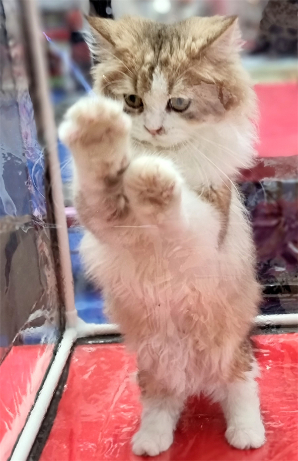 ballbet������(�й�)����ɭ����