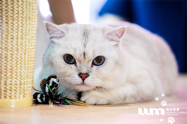 ballbet������(�й�)����ɭ����