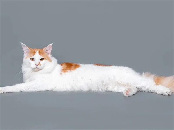 ballbet������(�й�)����ɭ����