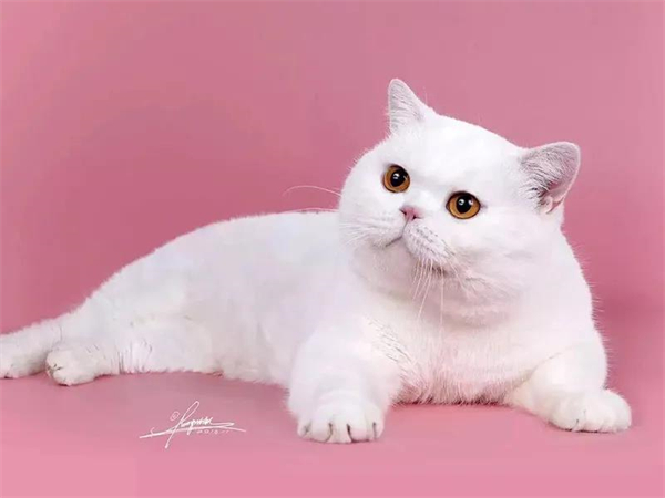 ballbet������(�й�)����ɭ����