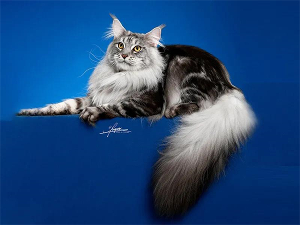 ballbet������(�й�)����ɭ����