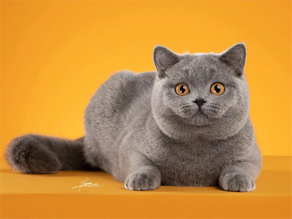 ballbet������(�й�)����ɭ����