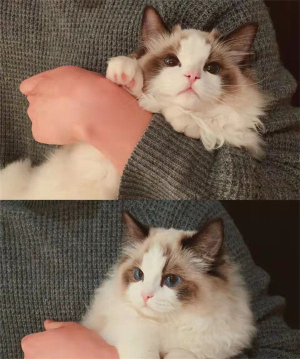 ballbet������(�й�)����ɭ����